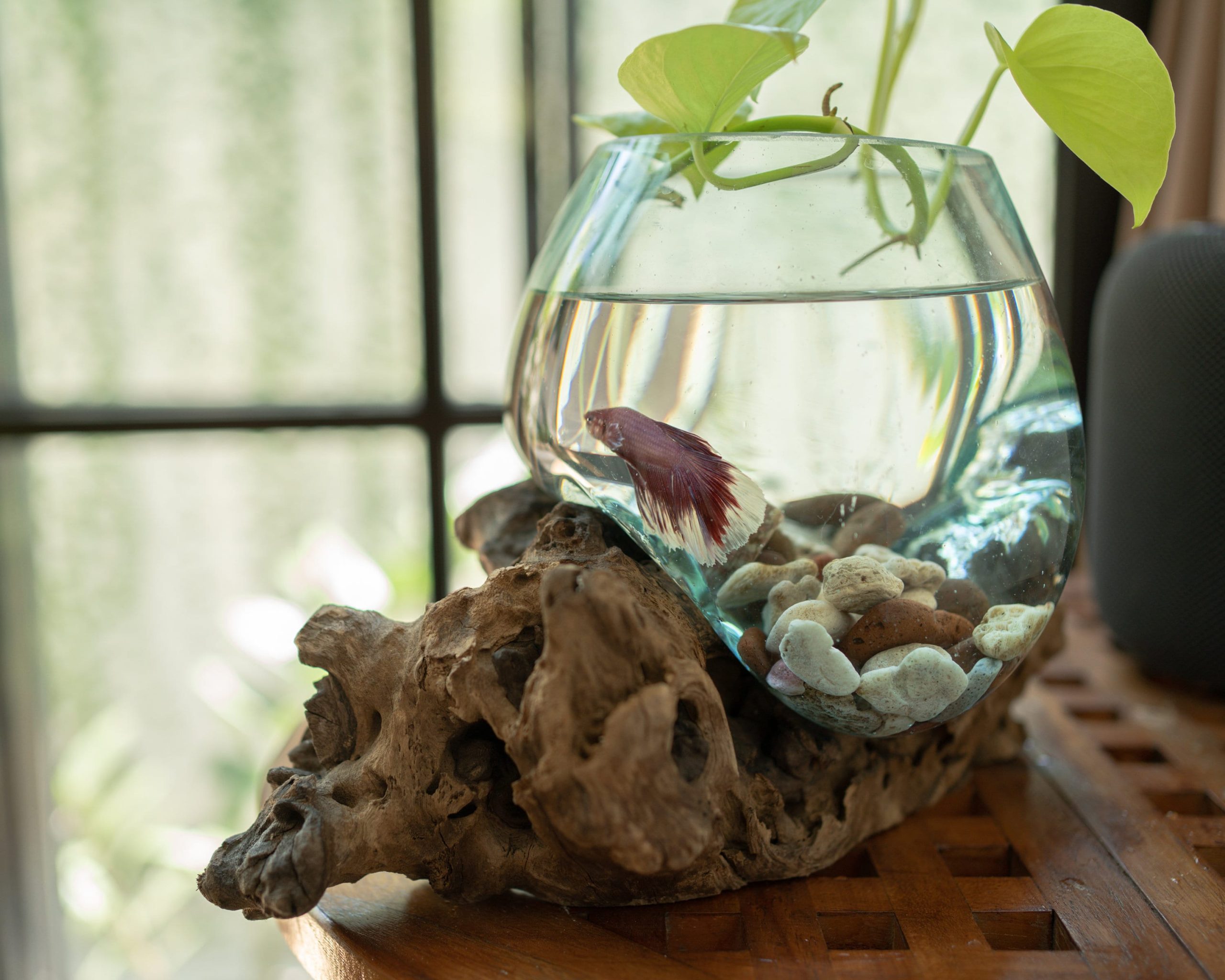 Discover the Therapeutic Power of Fish Tanks: Soothe Your Mind