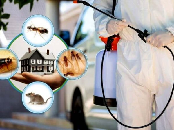 Safe Pest Control Methods for Every Home